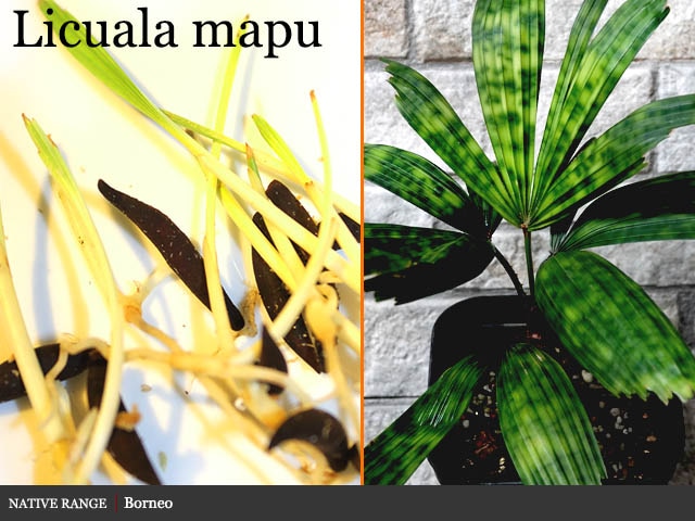Licuala mapu(リクアラ マプ)種子 販売店
