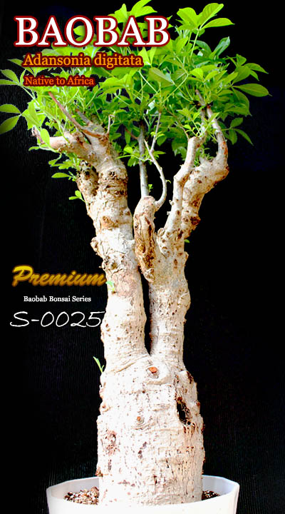 バオバブ大型盆栽Sシリーズ S-0025 販売店