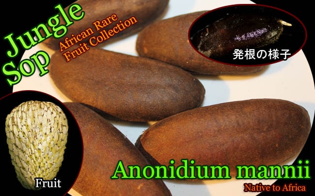 ジャングルサップ(Anonidium mannii)種子[超巨大バンレイシ科熱帯果樹]