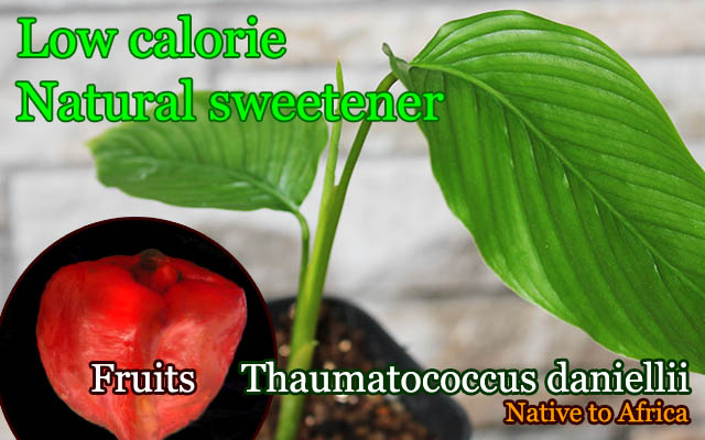 [甘味料・世界で最も甘い物質ソーマチン原料]Thaumatococcus daniellii(タウマトコックス・ダニエリ)苗