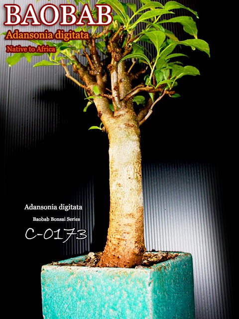バオバブの木苗 バオバブ盆栽cシリーズc 017 販売店