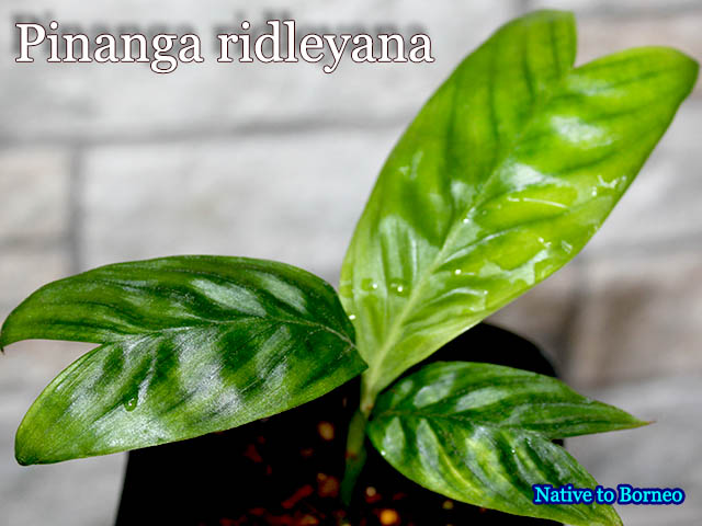 Pinanga ridleyana(ピナンガ・リドレイアナ)苗