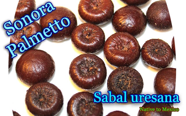 Sabal uresana(Х롦쥵)[ΥѥåȡѴ䥷]