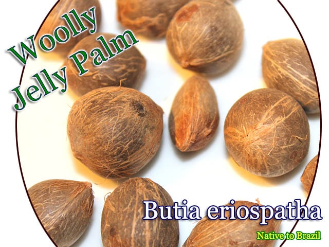 Butia eriospatha(ブティア・エリオスパータ)種子[ヤシ種子]