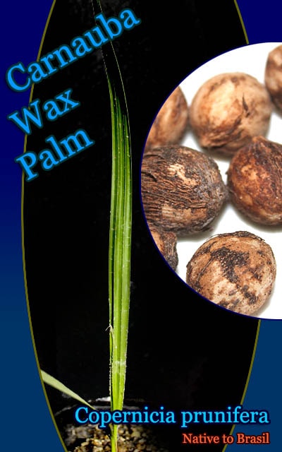 ʥХåѡ(Copernicia prunifera)[ʥϹθ]