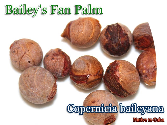 Copernicia baileyana(コペルニキア・ベイレイヤナ)種子