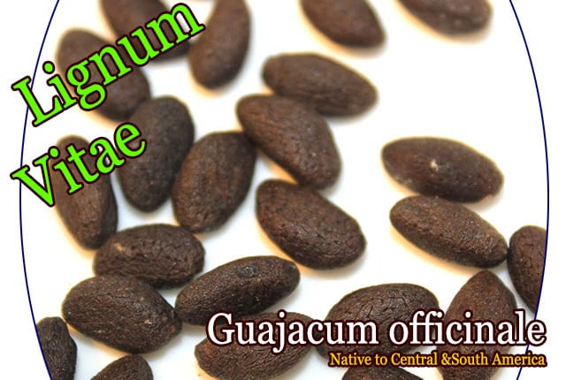 [ǺǤŤ]ꥰʥХ(Guajacum officinale)