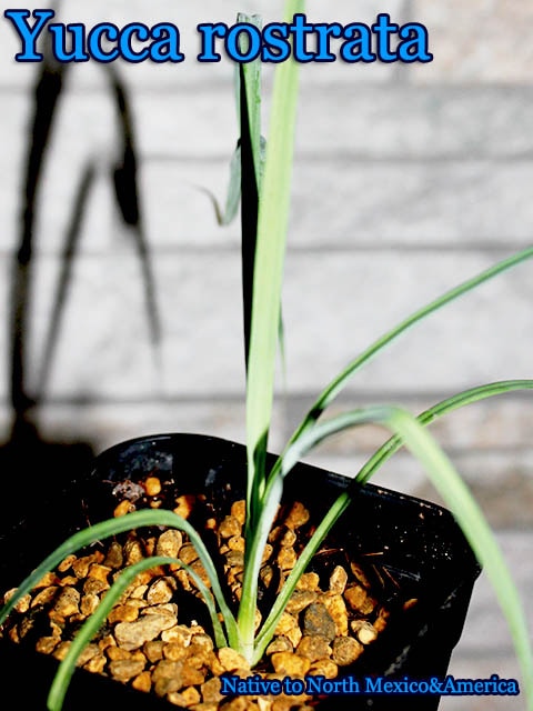 ユッカ・ロストラータ(Yucca rostrata)幼苗