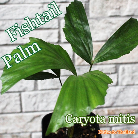 フィッシュテールパーム]カリオタ・ミティス(Caryota mitis)苗 販売店