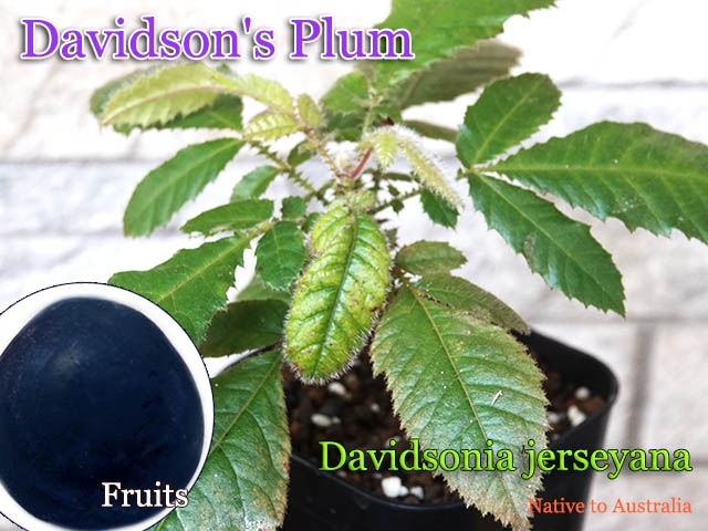 [�ǥӥåɥ��󥺡��ץ��]Davidsonia jerseyana(�������ɥ��˥������㡼��������)��[Ǯ�Ӳ̼�]