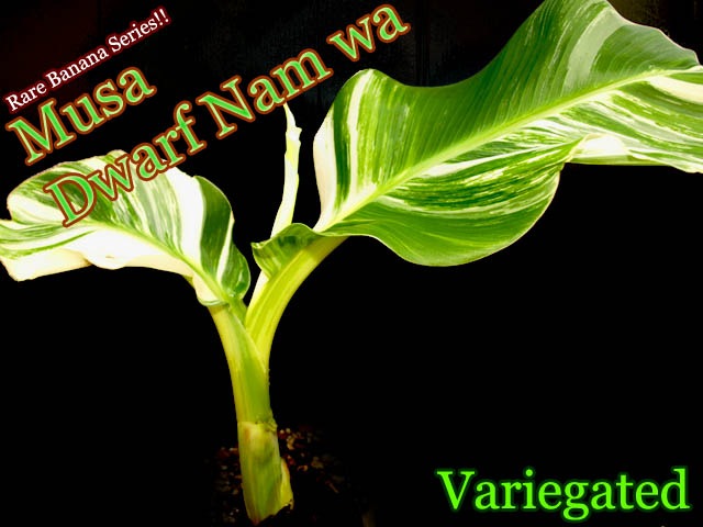 レアバナナ苗 Musa Dwarf Maoli(ドワーフマオリ) 株分け苗