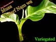 �ɥ�ա��ʥ�� �����ꥨ������ (Musa Dwarf Nam wa Variegated)[ͽ���ʡ�ȴ����]