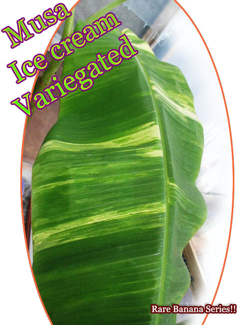 [������Хʥ�]�ॵ�����������꡼�� �����ꥨ������ (Musa Icecream Variegated)ȴ���ġ�ͽ����