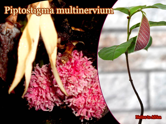 [�����Х�쥤����]�ԥץȥ��ƥ����ޡ��ޥ���ʡ��ӥ��� (Piptostigma multinervium)��