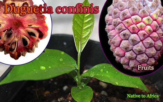 ドゥグエティア・コンフィニス(Duguetia confinis)苗[希少