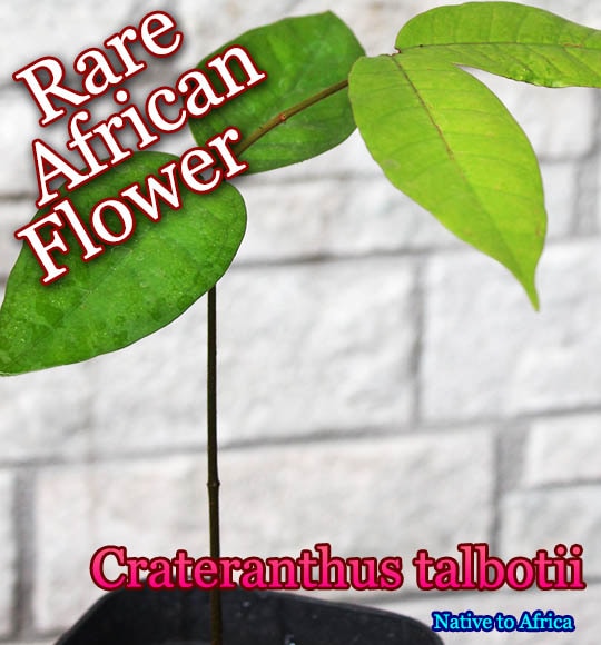 Crateranthus talbotii(クラテランツス・タルボッティイ)苗[美花・希少熱帯花木]