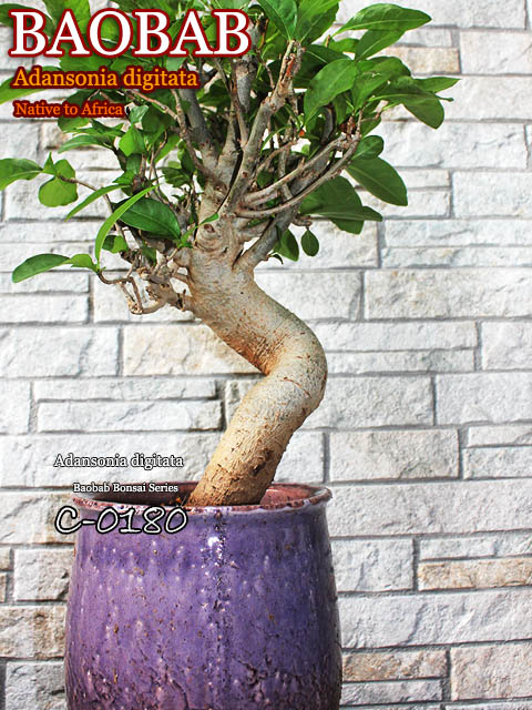 バオバブの木苗 バオバブ盆栽cシリーズc 0180 販売店