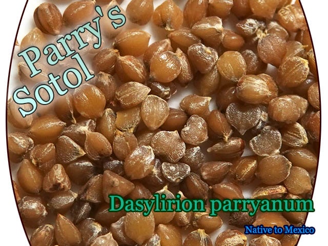 Dasylirion parryanum(������ꥪ�󡦥ѡ��ꥢ�ʥ�)���