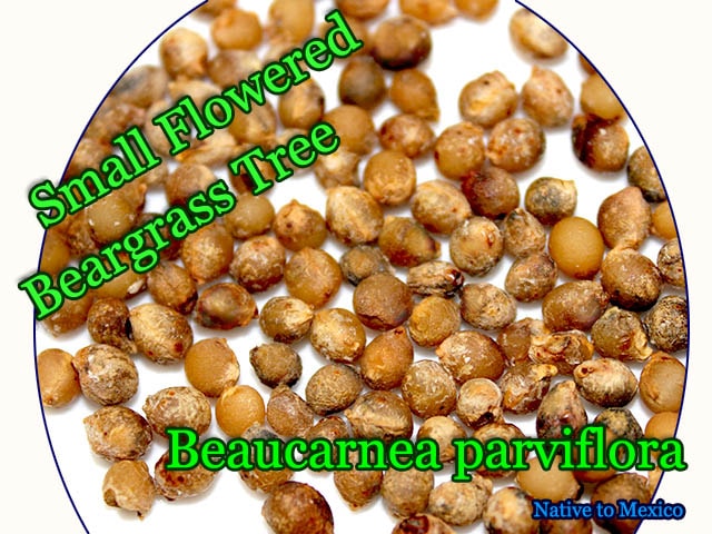 Nolina parviflora(�Υ�ʡ��ѥ륦���ե�����)���