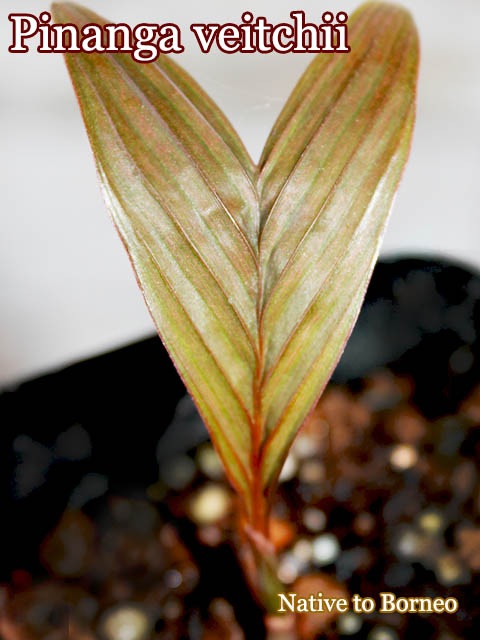 Pinanga veitchii(�ԥʥ󥬡�����������)��