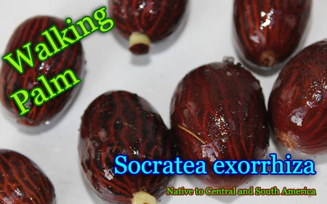 Socratea exorrhiza(ソクラテア・エクソリザ)種子[ウォーキング パーム・歩く木]