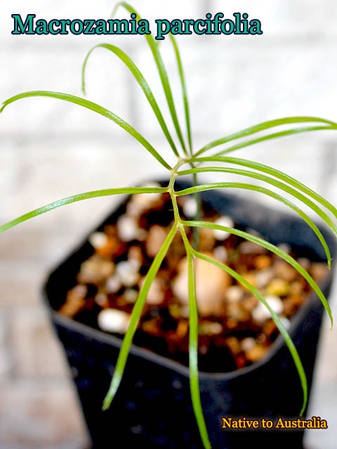 Macrozamia parcifolia(マクロザミア・パルキフォリア)苗