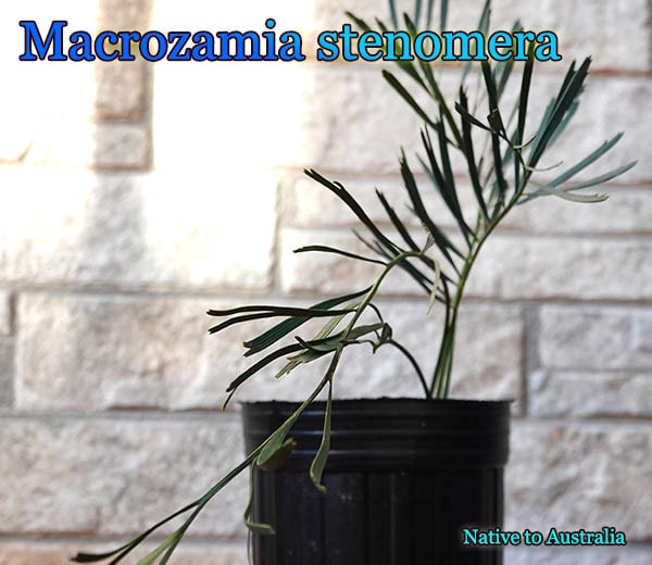マクロザミア ステノメラ Macrozamia stenomera Macrozamia stenomera Blue(マクロザミア・ステノメラ ブルー)苗