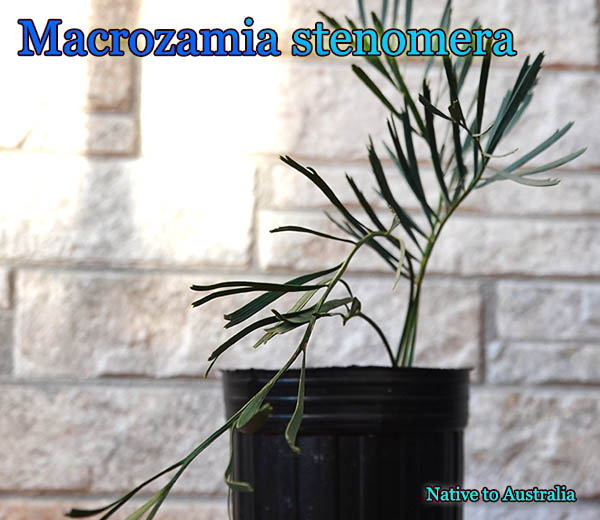 マクロザミア ステノメラ Macrozamia stenomera Macrozamia stenomera(マクロザミア・ステノメラ)苗 販売店