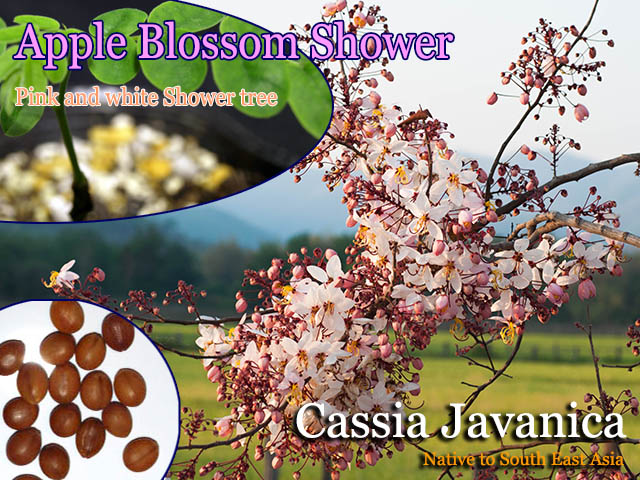 Cassia javanica(アップルブロッサムシャワーツリー)種子