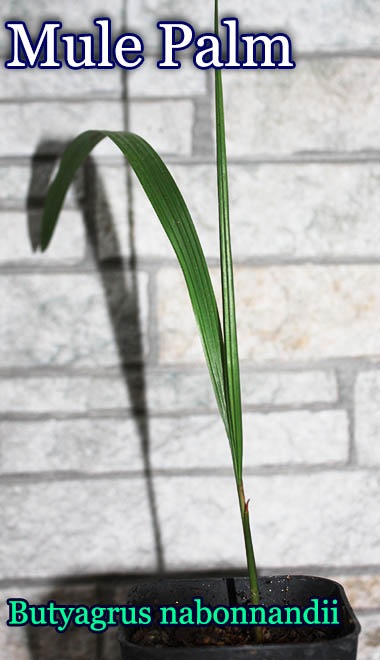 ߥ塼ѡ(Butyagrus nabonnandii)[Ѵ䥷ͽ]