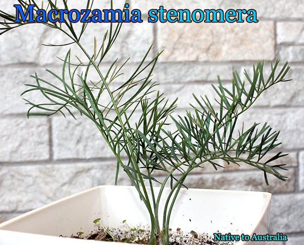 マクロザミア ステノメラ Macrozamia stenomera Macrozamia stenomera(マクロザミア・ステノメラ)苗 販売店