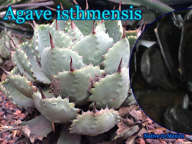 4月入荷 100粒+ アガベ イシスメンシス 種 種子 証明書あり2207 4月入荷 100粒+ アガベ イシスメンシス 種 種子 証明書あり2207