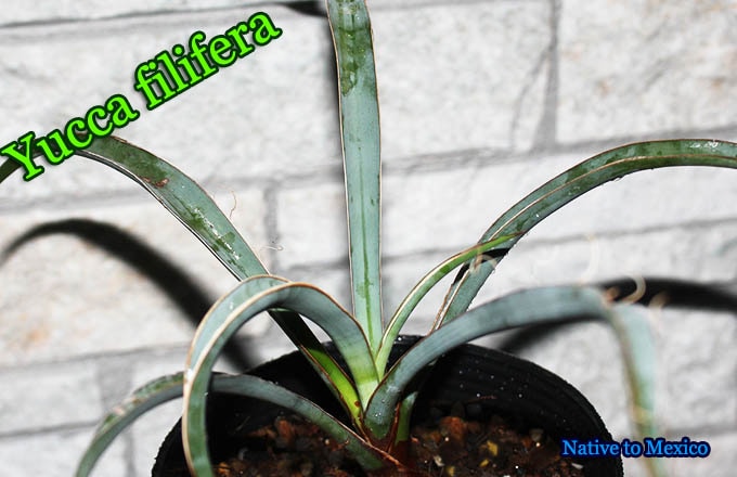 93ユッカフィリフェラ（Yucca Filifera）発根済 波打ち 