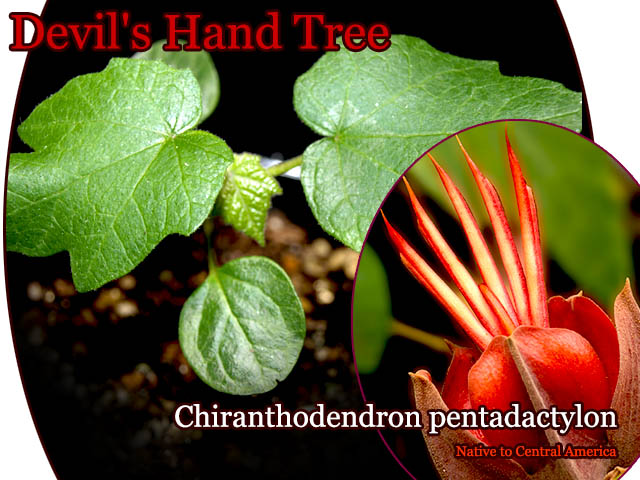 デビルスハンドツリー(Chiranthodendron pentadactylon)苗 販売店