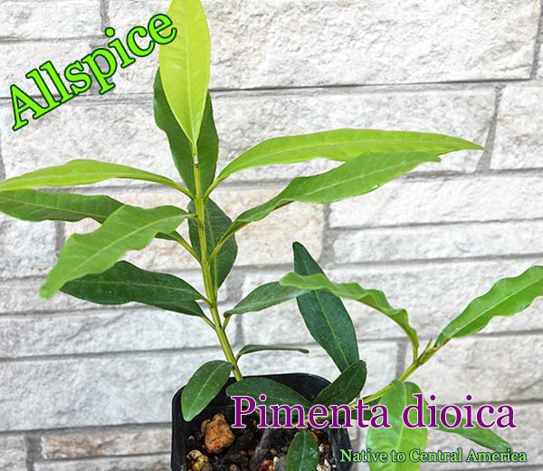 オールスパイス(Pimenta dioica)苗[スパイス]
