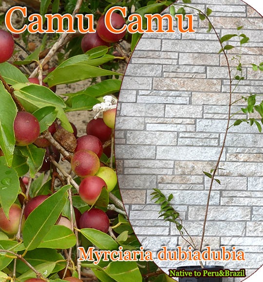 メキシカンマンゴスチン 中苗[希少熱帯果樹]Garcinia sp.Mexico