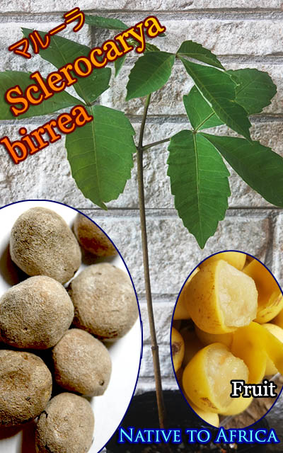 �ޥ롼��(Sclerocarya birrea)���[Ǯ�Ӳ̼���ͽ����]