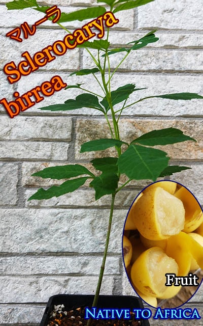 マルーラ　苗 マルーラ(Sclerocarya birrea)苗[熱帯果樹] 販売店