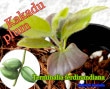 �����ɥ��ץ��(Terminalia ferdinandiana)��
