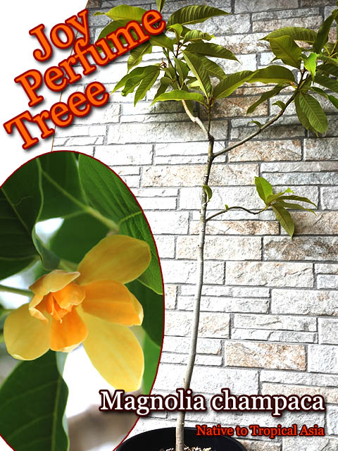 �����ѥ�(Magnolia champaca)��[�����θ���:ͽ����]