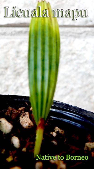 �ꥯ���� �ޥ�(Licuala mapu)��