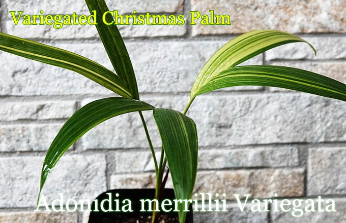 Adonidia merrillii Variegata(������ޥ˥�䥷)��