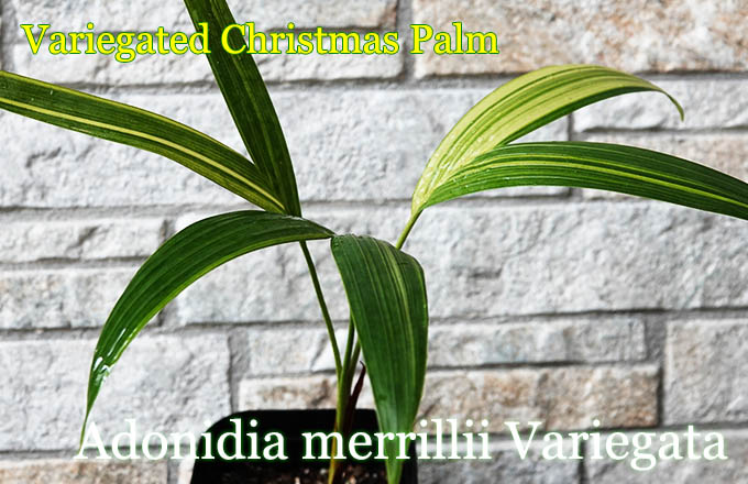 2苗限定】 超希少 斑入り マニラヤシ