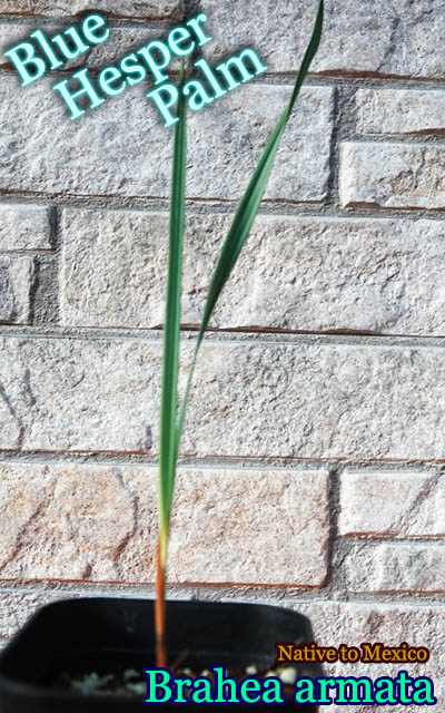 ブラヘア アルマータ Brahea armata｜花、園芸