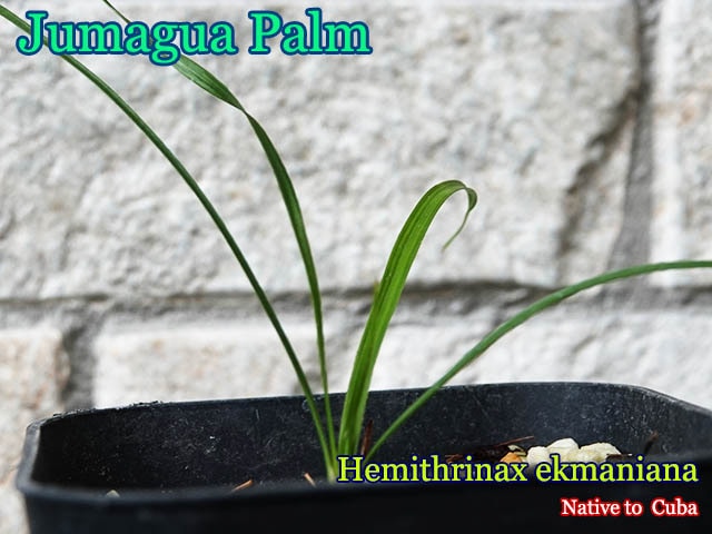 Hemithrinax ekmaniana(ヘミトリナクス・エクマニアナ)苗