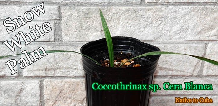 Coccothrinax sp. 'Cera Blanca' ヤシ Coccothrinax sp. 'Cera Blanca' ヤシ