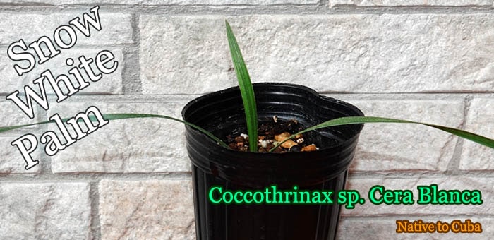 Ρۥ磻ȥѡ(Coccothrinax Cera Blanca)[䥷]