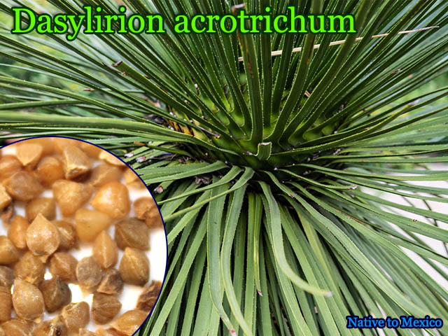 Dasylirion acrotrichum(������ꥪ�󡦥������ȥꥯ��)���