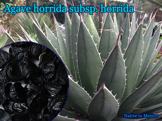 Agave Horrida アガベ ホリダ 種子 アガベ種子 販売店