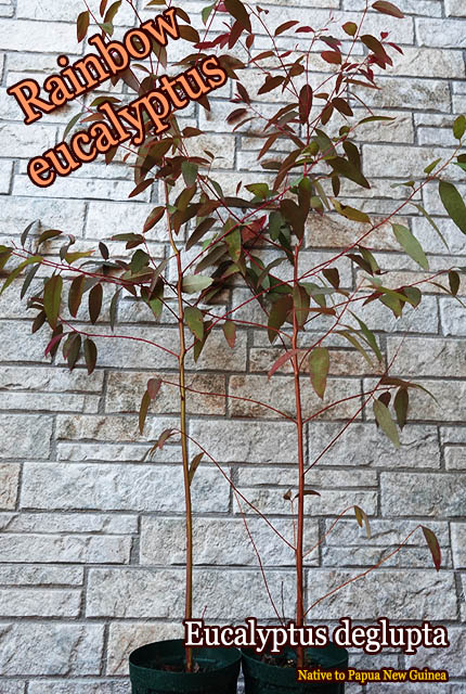 �쥤��ܡ����桼����(Eucalyptus deglupta)��[��������]